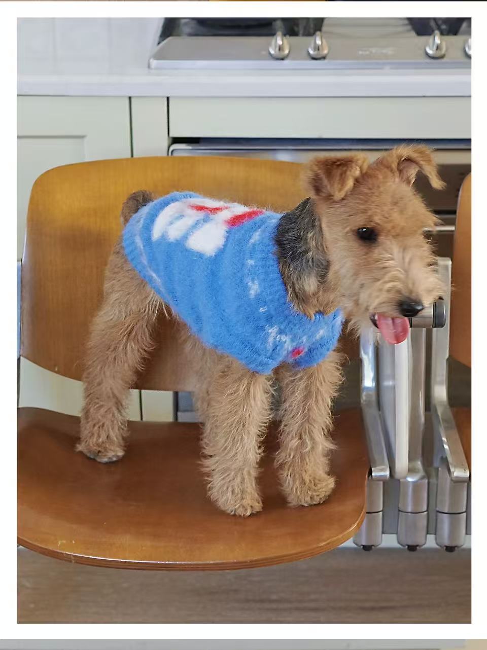 Matching Style Sets- DYAAT PET Ibiza Blue Mohair “Soft Little Elephant”(Pet Sweater)