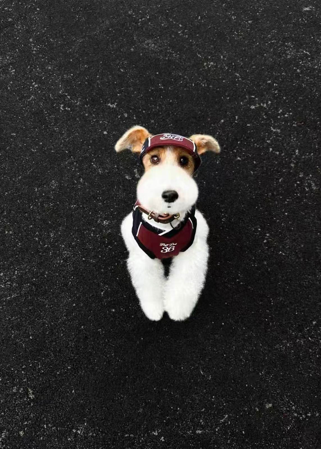 Fluff Pod Pet Baseball Cap(Pet)