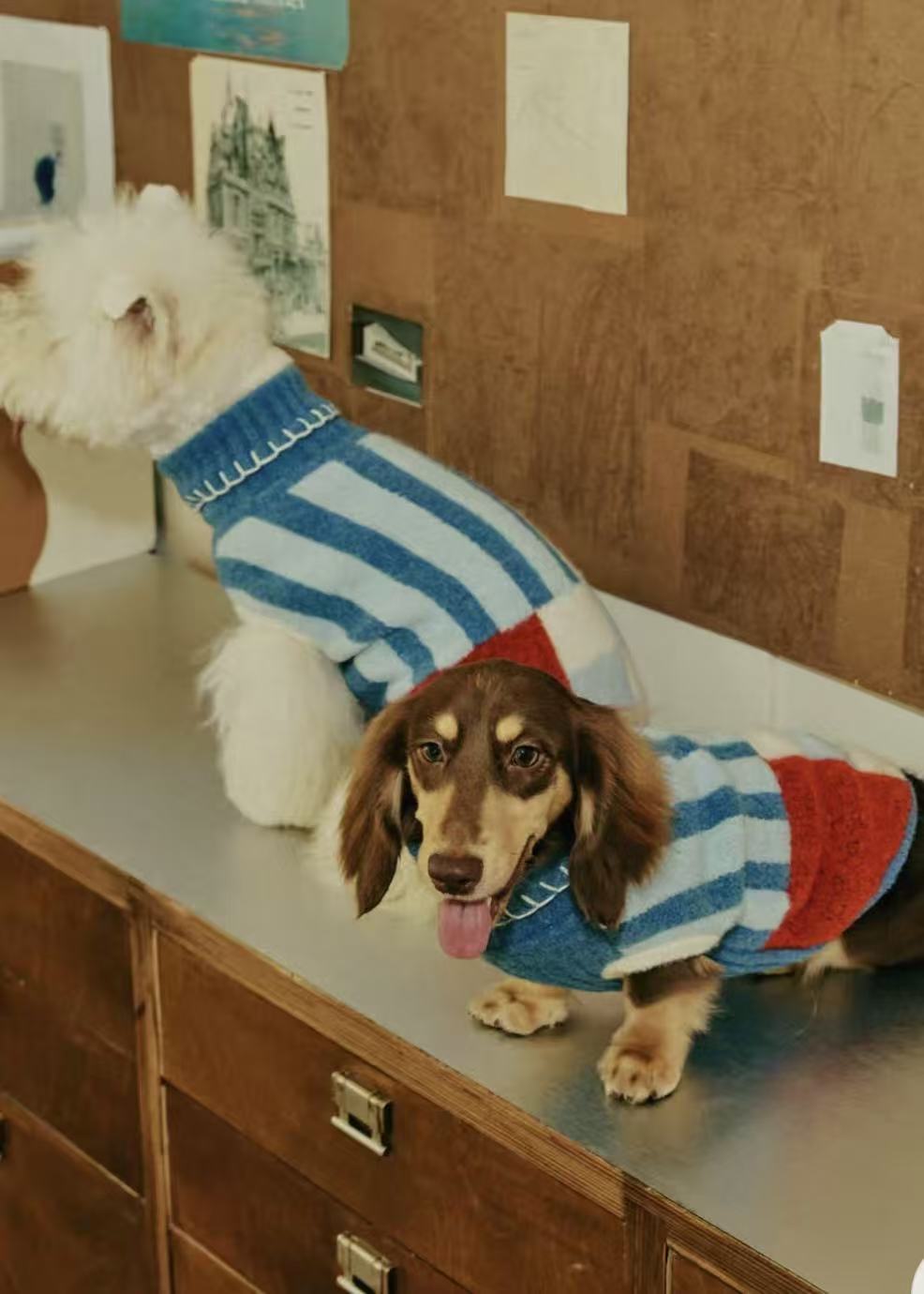 Matching Style Set-MIMIRO Casae Color–Pet Elastic Turtleneck Dog Sweater