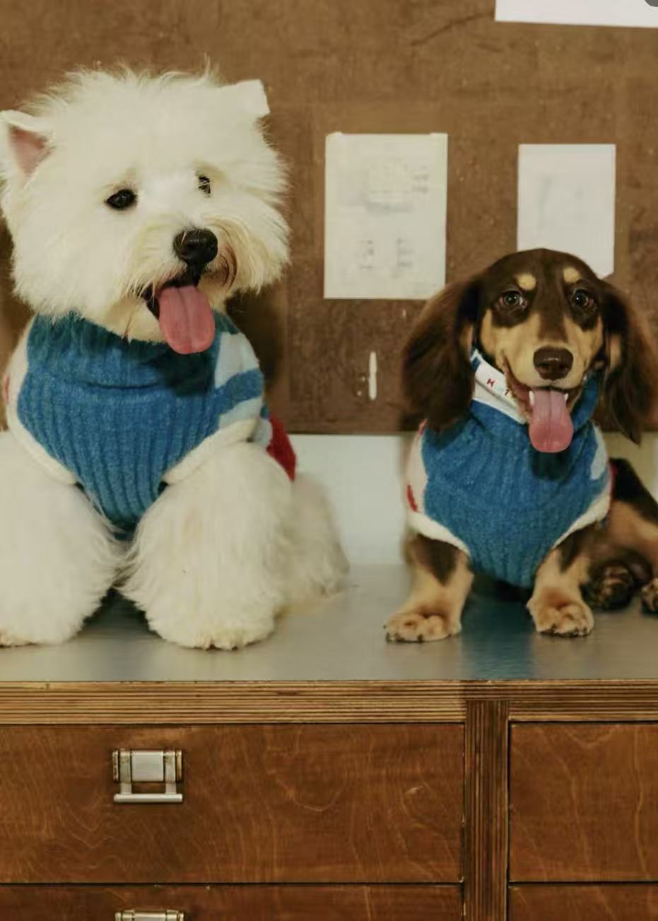 Matching Style Set-MIMIRO Casae Color–Pet Elastic Turtleneck Dog Sweater